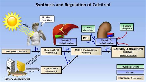 calcium and phosphate metabolism youtube