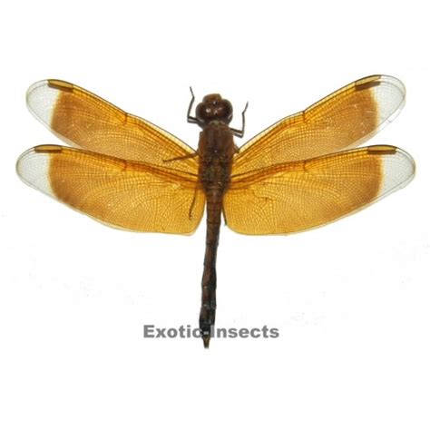 Heliocypha Fenestrata Light Form Exotic Insects