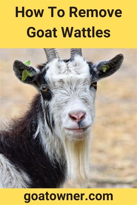 How To Remove Goat Wattles Find Out Goat Owner