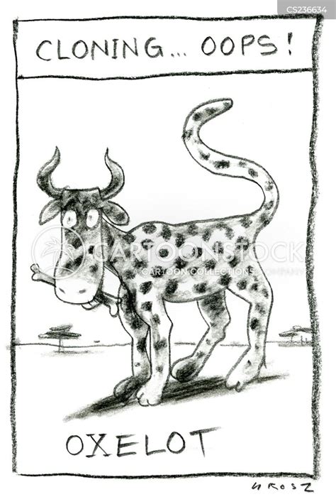 Oxen Cartoons And Comics Funny Pictures From Cartoonstock