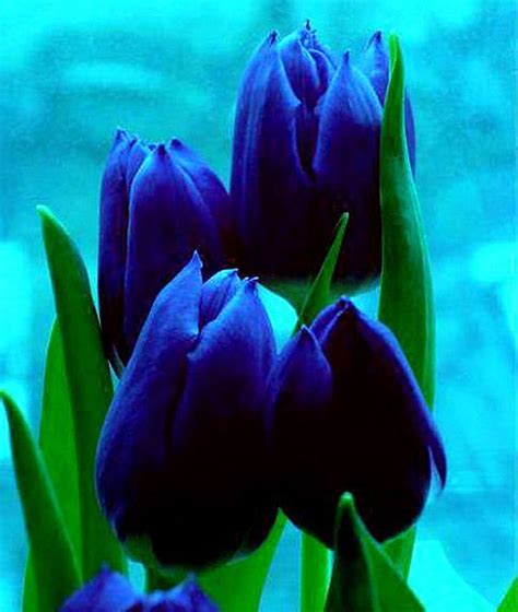 Rare Blue Tulips Flower Tulips Flower
