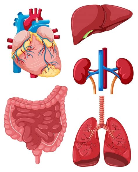 Diferentes órganos De La Ilustración Humana Vector Premium