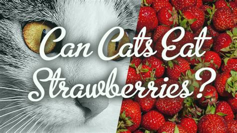 Can cats eat unripe strawberries? Can Cats Safely Eat Strawberries? | Pet Consider