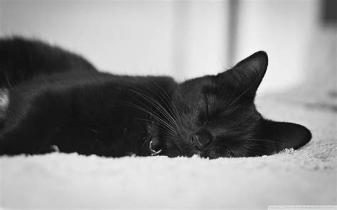 Download Cute Black Sleeping Cat Wallpaper