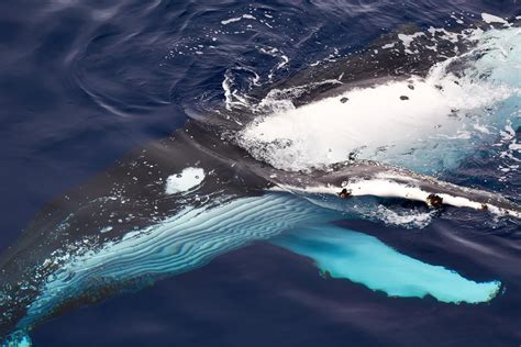 We did not find results for: Post-whaling recovery of Southern Hemisphere