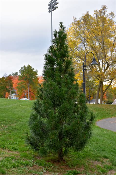 wintergreen umbrella pine sciadopitys verticillata