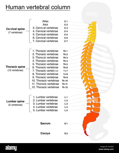 Human Vertebral Column Anatomy