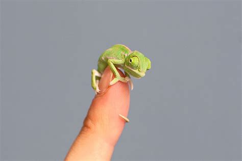 20 Newly Hatched Baby Chameleons Create Cuteness Overload Crisis At