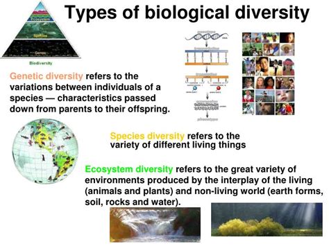 Ppt Biodiversity And Its Value Ecosystem Change Human Well Being