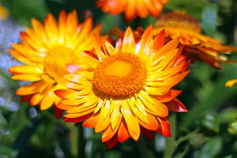 Fotos Gratis Naturaleza Pétalo Florecer Naranja Hierba Color