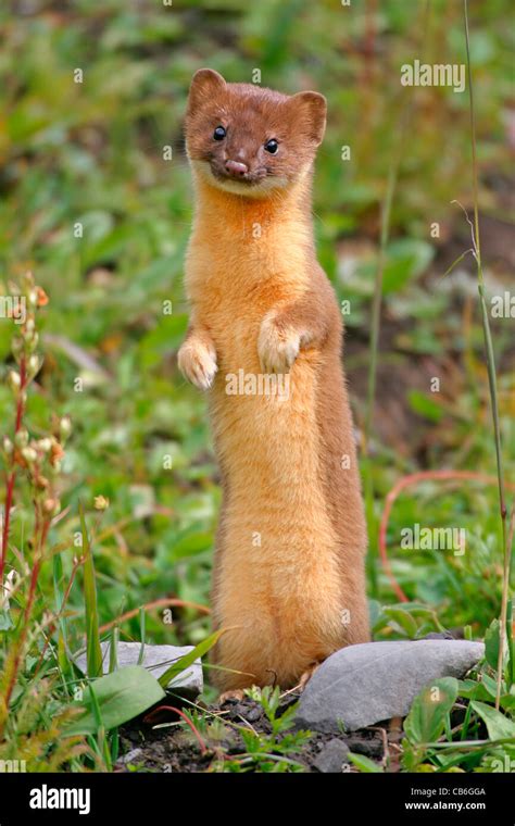 Longtailed Weasel Mustela Frenata Stock Photo Alamy