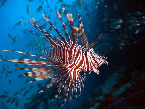 Lionfish Throwing Off The Balance Of Native Reef Fish Communities