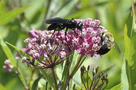 Great Black Wasp Sphex Pensylvanicus Photo By Norm And Peg Dibble