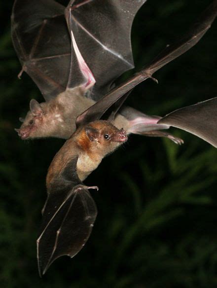 lesser long nosed bats leptonycteris curasoae yerbabuenae the firefly forest bat species