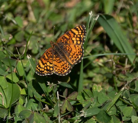 California Butterflies And Moths Of North America