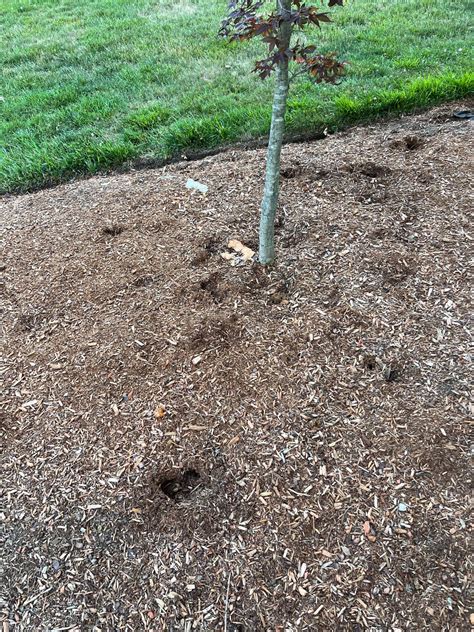 Holes In Mulch Why Rlandscaping