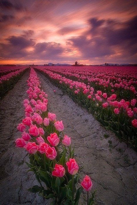 The Enchanted Field Beautiful Flowers Love Flowers Pink Tulips