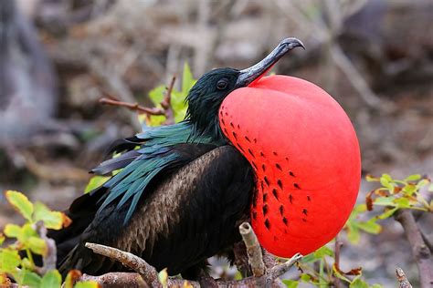 The Five Species Of Frigatebird Living In The World Today Worldatlas