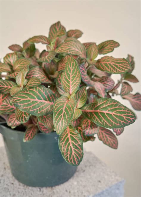 How To Grow And Care For Fittonia Plants Plant Care Houseplant