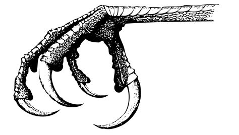 Collection Of Bird Claw Png Pluspng
