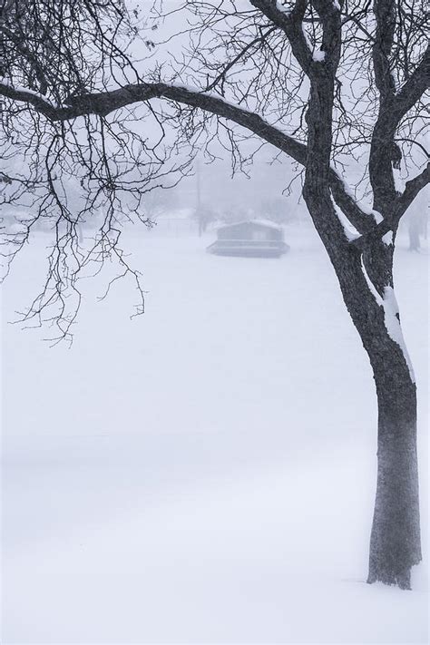 Lone Tree In Winter Photograph By Krzysztof Hanusiak Fine Art America
