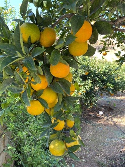Citrus Sinensis L Osbeck Arancio Dolce Flora Mondiale Plntnet
