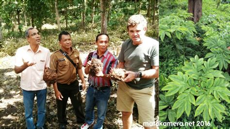 Dalam video ini saya memberikan ulasan tentang ciri ciri tanaman porang, banyak kalangan yang sudah mengenal nama porang. Pakar Jepang dan Australia Pun Kagum Budidaya Porang di ...