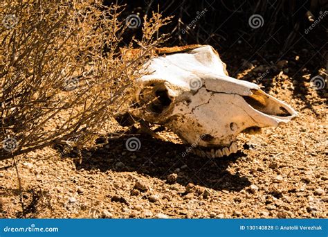 Skull Of Animal In Desert Stock Photo Image Of Food 130140828