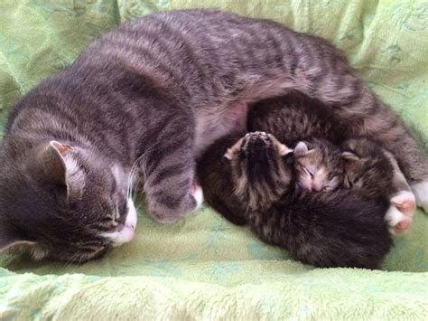 This Momma Cat Lost Her Kittens But What Happened Next