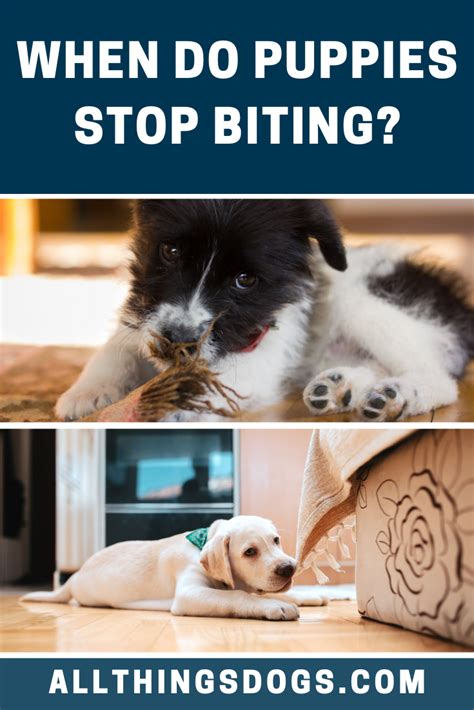 How To Stop A Puppy From Biting 3 Fast Easy Steps Artofit