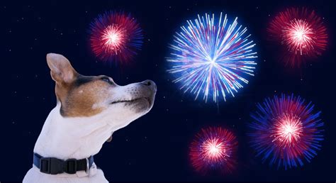 How To Keep Your Dog Safe And Calm During The 4th Of July Fireworks Dog