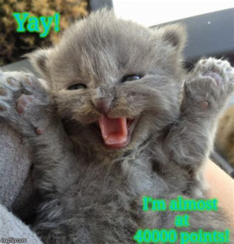 Excited Kitten Imgflip