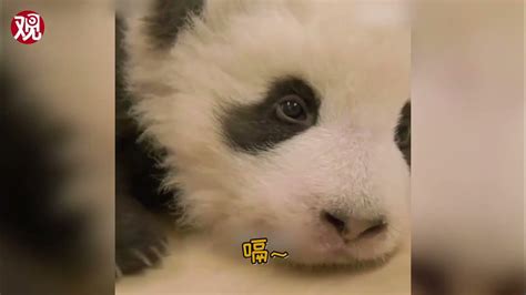 Burping Baby Panda Youtube