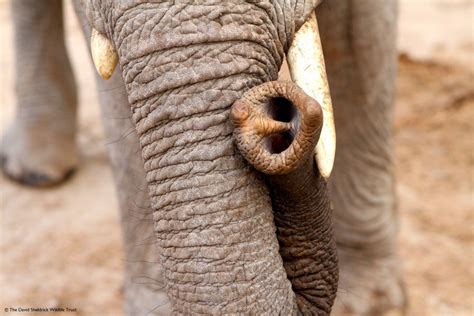 Pictures Of African Elephants Using There Trunks Peepsburghcom