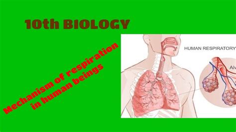 Mechanism Of Respiration In Humans Beings Youtube