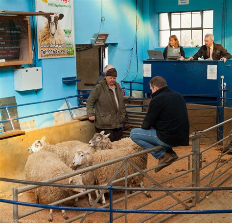IMG 0461 Ulverston Sheep Auction Michael McFall Flickr