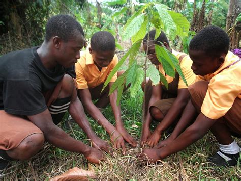 4 H Million Trees Project Ghana Planting Cocoa Trees For A