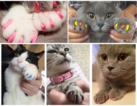 Benefits of using nail caps for cats. Claw Caps Nail Covers - The Cultured Cat