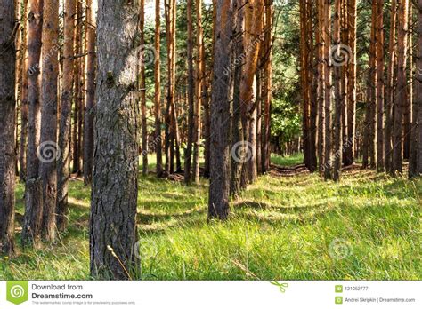 Slender Rows Of Pines Juicy Green Grass Stock Image Image Of Leaf