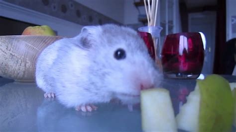 Pip The Hamster Youtube