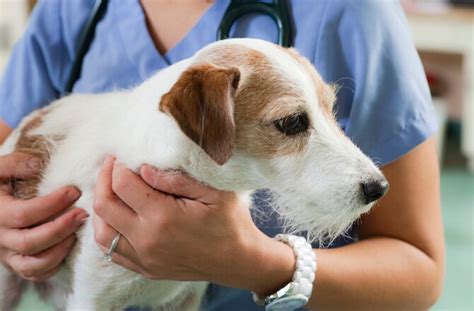 5 Common Things That Drive Veterinarians Crazy Petmd