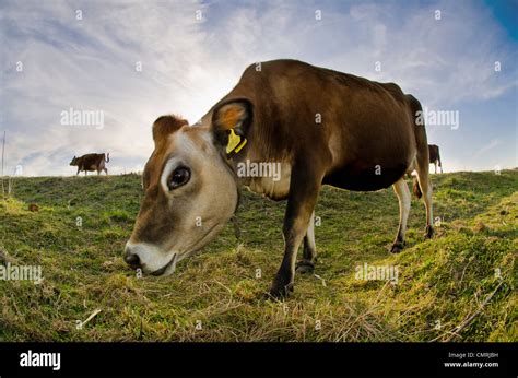 Jersey Cow Grazing Hi Res Stock Photography And Images Alamy