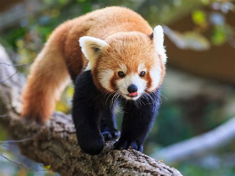 Endangered Red Panda Escapes From Belfast Zoo Prompting Police Appeal