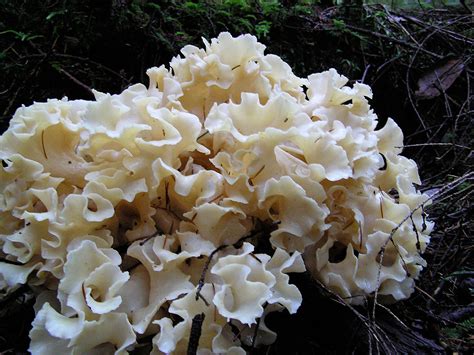 Cauliflower Mushroom 2013 Meronwood