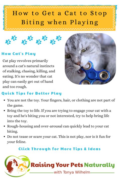 If your kitten won't stop biting, you need to set limits and learn effective methods for training, such as clicker training to figure out the reasons behind kitten biting, ask yourself what the cat gets out of it. Why Does my Cat Bite Me During Play? | How to Get a Cat to ...