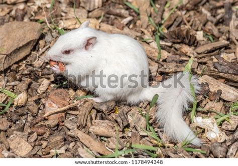 White Albino Chipmunk Stock Photo 1178494348 Shutterstock