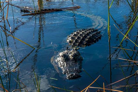 15 Amazing Facts About Alligators 2022