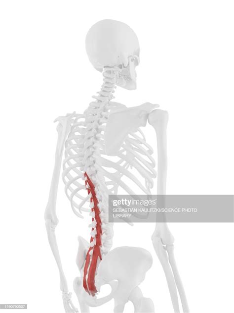 Multifidus Muscle Illustration High Res Vector Graphic Getty Images