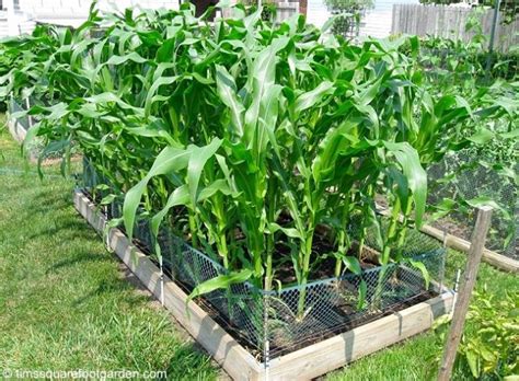 How To Grow Corn Growing Corn Small Vegetable Gardens Backyard