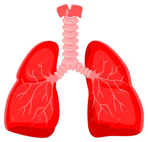 Imagen De Etiqueta De órgano Pulmonar Png Ilustración De Pulmón